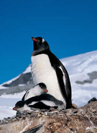 Le sanctuaire Penguin et le Sound Otway, Patagonie