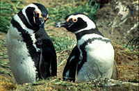 Les pingouins Magellans, Patagonie