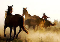 Les chevaux de Hacienda Los Horse Ranch Lingues, Santiago