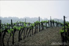 vignes