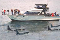 Une observation de baleine, Victoria