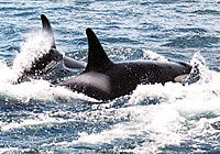 Les baleines, Victoria