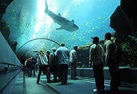 L'Aquarium de Georgie, Atlanta