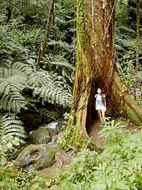 manoa-waterfall-small-group-adventure-in-oahu-2