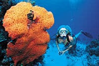 Un plongeur à côté d'une éponge orange d'oreille d'éléphant sur un récif.