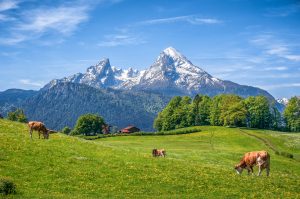 Vaches broutant dans les prairies des Alpes bavaroises 