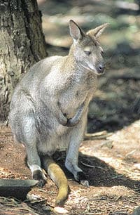 Les kangourous du parc de Ballarat, Melbourne