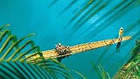 Une pirogue navigant sur les eaux cristallines de la Rivière Noire, Montego Bay