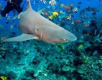 Une rencontre des requins à pointes noires du récif et des raies à Bora Bora, Tahiti