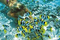 La vie marine en couleur, Tahiti