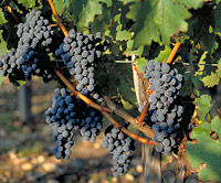 Les raisins qui font la célèbrité du vin de Bordeaux