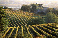 Un champ de vignoble à Bordeaux