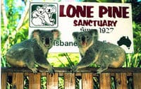 A Lone Pile du Koala Sanctuary, Brisbane