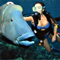 Plongée avec masque et tuba dans la célèbre Grande barrière de corail du parc marin, Cairns