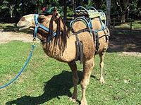 Un des chameaux de Prospect Plantation, Ocho Rios