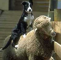 Un chien berger avec les moutons, Christchurch