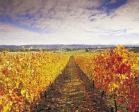 La célèbre région de vin du monde, Mornington Peninsula