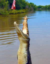 Un crocodile sautant hors de l'eau pour arracher sa nourriture, Darwin
