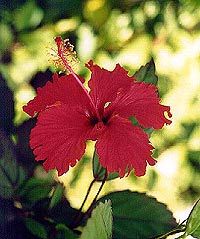 Une des belles fleurs sauvages de la forêt tropicale d'El Yunque, San Juan