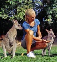 Une alimentation des kangourous à Rainforest Habitat Wildlife Sanctuary depuis Port Douglas