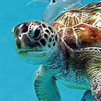 Les tortues de mer de la Barbade