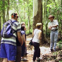 Un guide expliquant la spécificité des forêts tropicales et les forêts d'eucalyptus formant le Plateau Tamborine, Gold Coast