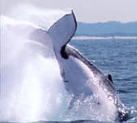 Une observation de baleine à la Gold Coast