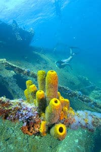 Une observation de la beauté marine par la plongée, Aruba
