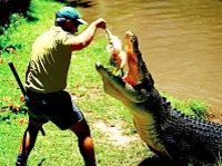 L'alimentation de crocodile par un professionnel, Palm Cove