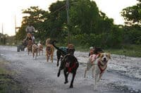 Visite en traîneau à chiens Jamaïcain