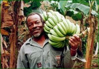 L'echantillon de fruit exotique de la Jamaïque, Montego Bay