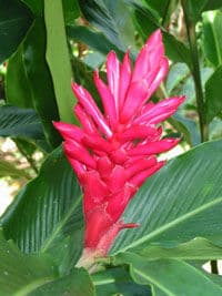 Les fleurs sauvages de la Jamaîque, Montego Bay