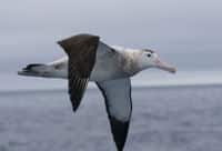 Le grand oiseau marin Albatross à Kaikoura, Christchurch