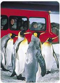 Les pingouins de Tarltons Kelly Antarctique Rencontre et monde sous-marin, Auckland
