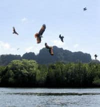 Une observation des aigles à Langkawi