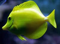 Une excursion d'une journée dans le monde sous-marin, Langkawi