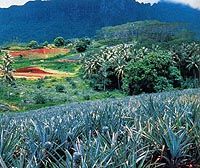 Les plantations de café et les champs d'ananas à Morea, Tahiti
