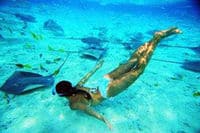 Dans les eaux bleues claires de l'île de Moorea, Tahiti