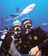 Une plongée avec les requins sauvages dans les eaux superbes des Bahamas