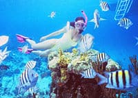 Un plongée avec les poissons colorés dans les eaux peu profondes des récifs de Nassau