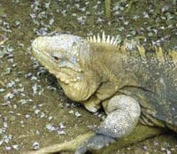 Réserve de faune de l'île la Barbade