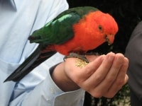 Une alimentation d'oiseau dans le parc national de Lamington, Gold Coast