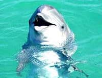 Le sourire d'un dauphin d'Ocho Rios