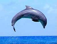 Un dauphin donnant un spectacle de sauts à Ocho Rios