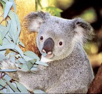 Un Koala montant sur un eucalyptus au Perth Zoo
