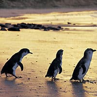 La parade des pingouins au coucher du soleil