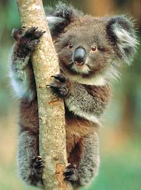 Un Koala  au centre de conservation de Melbourne