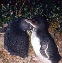 Les petits pingouins au parc naturel de Phillip Island, Melbourne