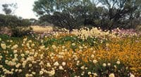 Les fleurs sauvages de saison, Perth