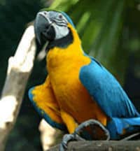 Les oiseaux colorés de Jurong Bird Park